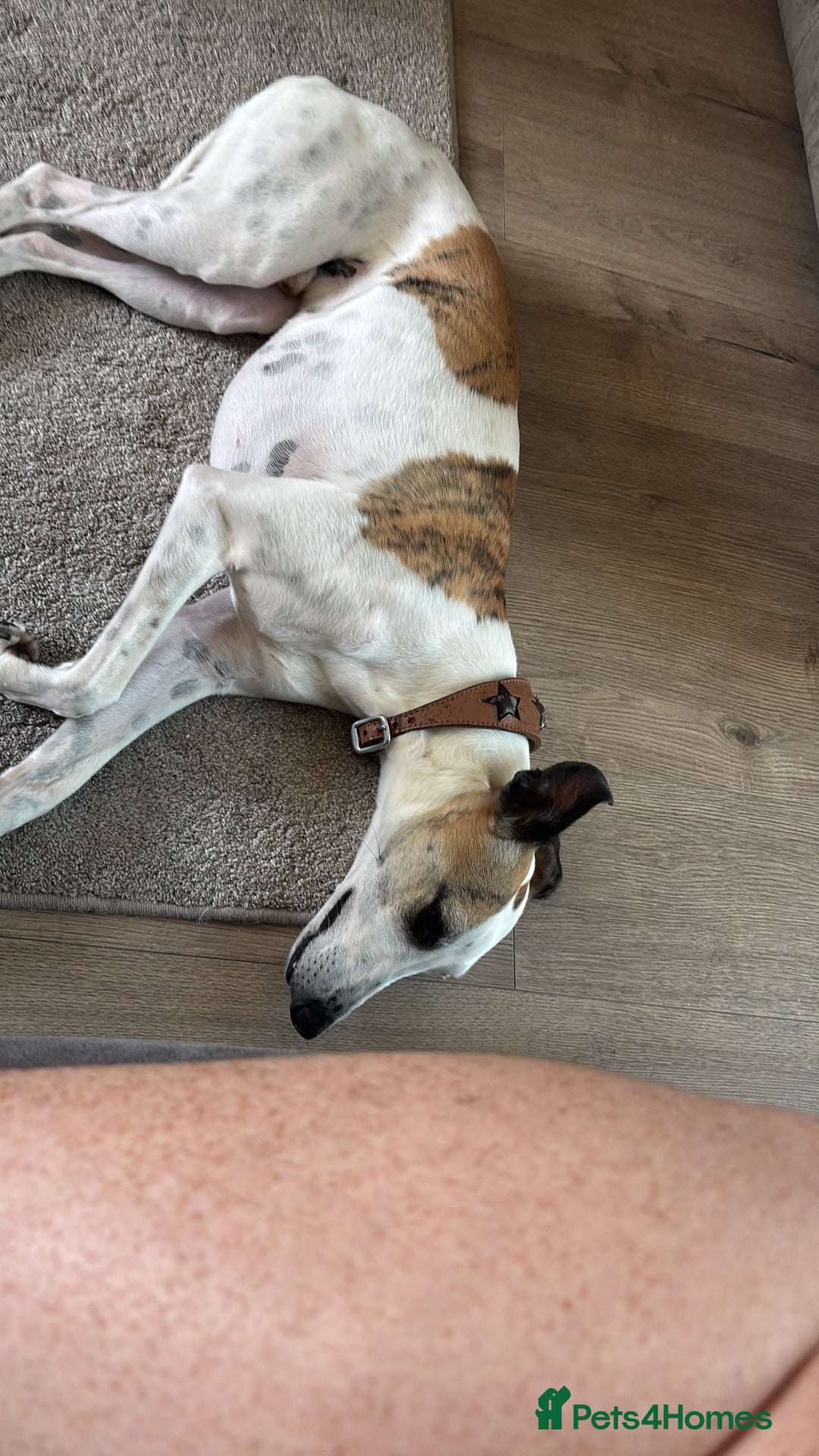 Whippet dogs for sale: K.c2 year old male whippet kennel club registered  - Image 12