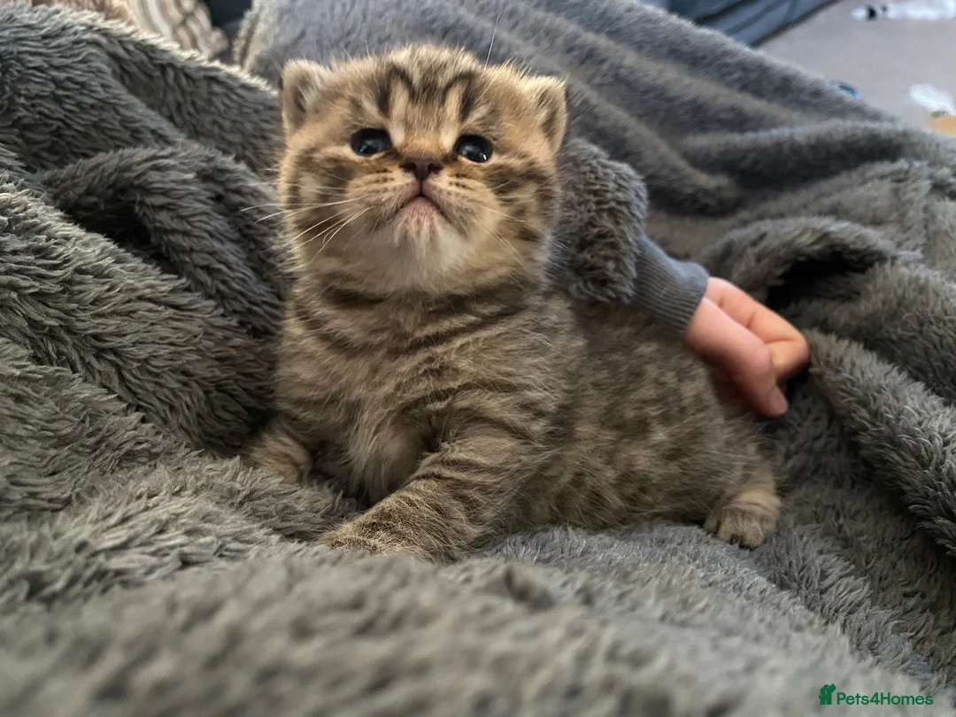 British Shorthair cats for sale: Classic spotted tabby boy Cinnamon carrier - Advert 3