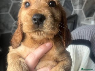 Cocker Spaniel dogs 3 Gorgeous golden boys ready now 💙 - Advert 6