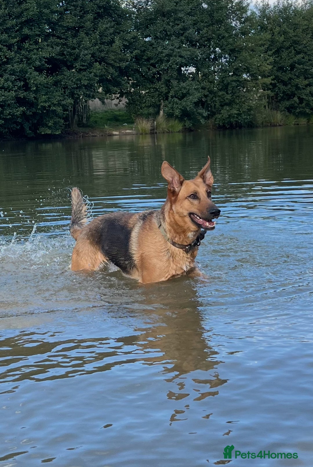 Mixed Breed dogs for sale: Belgian malinois x Anatolian shepherd mix pups 🐶  - Image 19