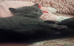 British Shorthair cats for sale: Siamese/BSH kittens - Image 4