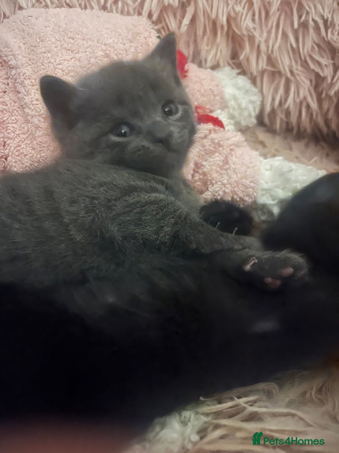 British Shorthair cats for sale: Siamese/BSH kittens - Image 4