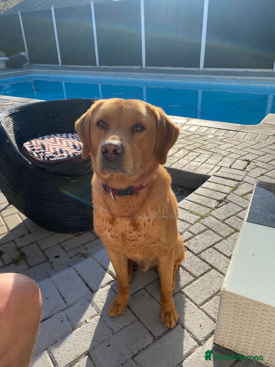 Goldador dogs for sale: Adorable Goldador Puppies - Ready 12th Feb - Advert 4