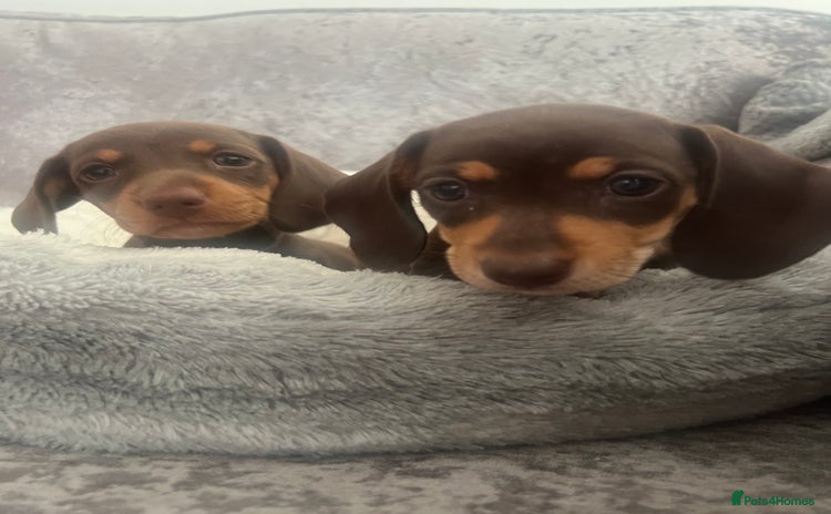 Miniature Dachshund dogs - Advert 1