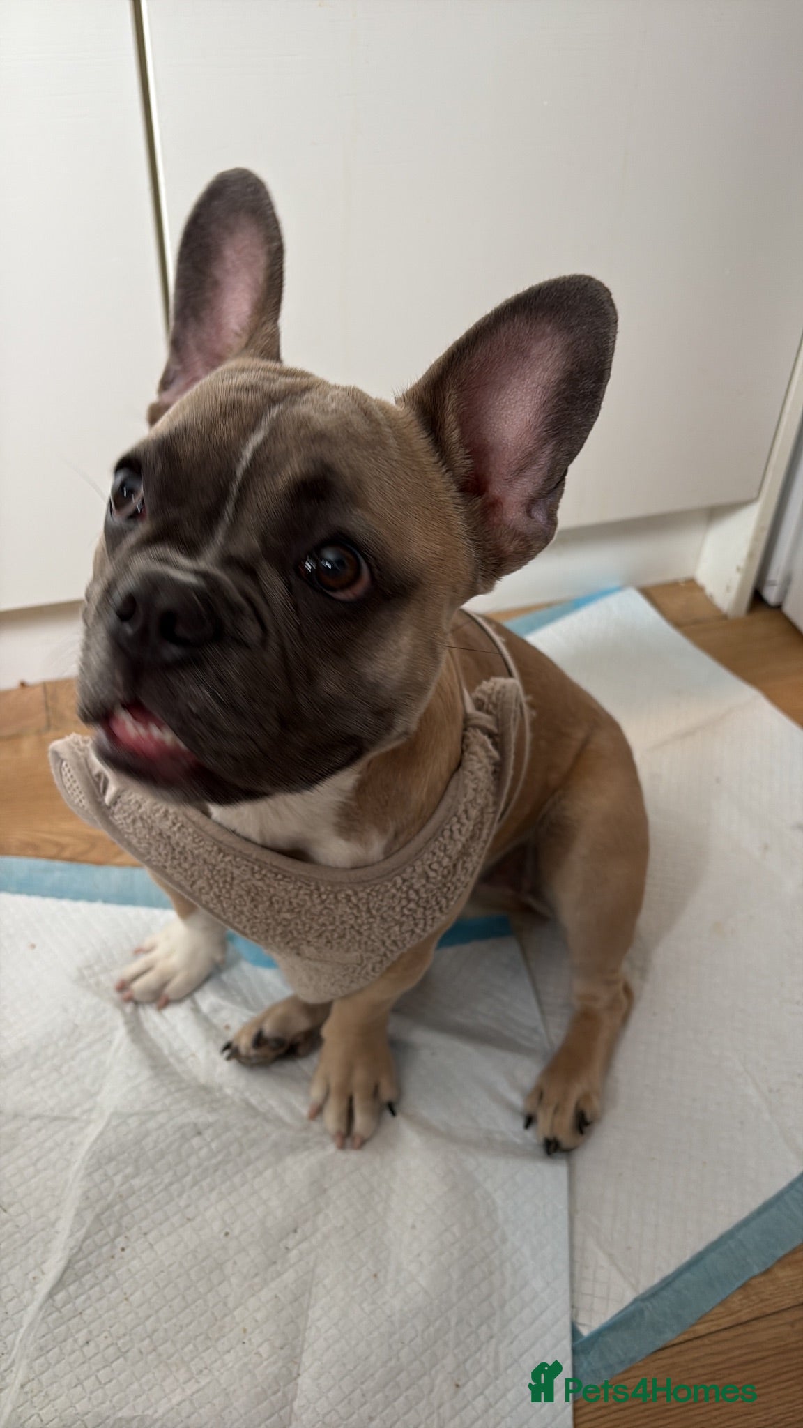 French Bulldog dogs French bulldog  - Advert 1