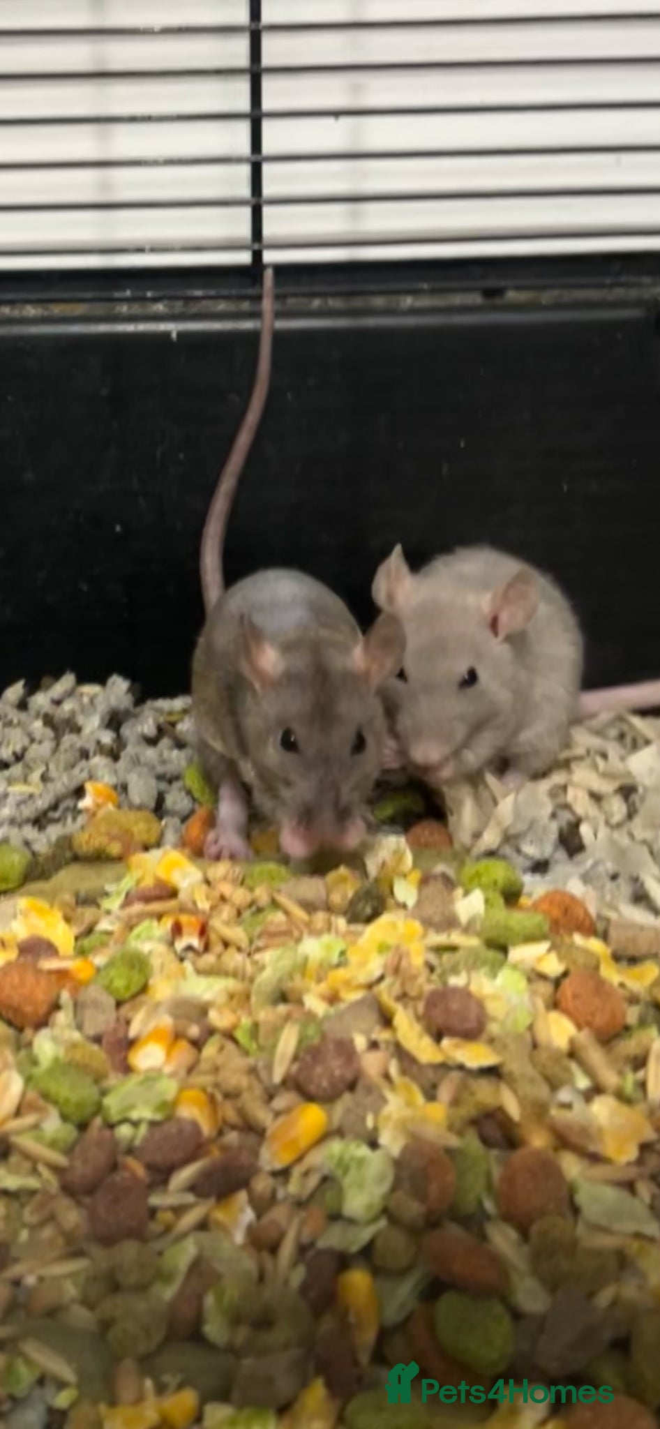 Rat rodents Baby rats  - Advert 9