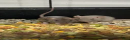 Rat rodents for sale: Baby rats  - Advert 1