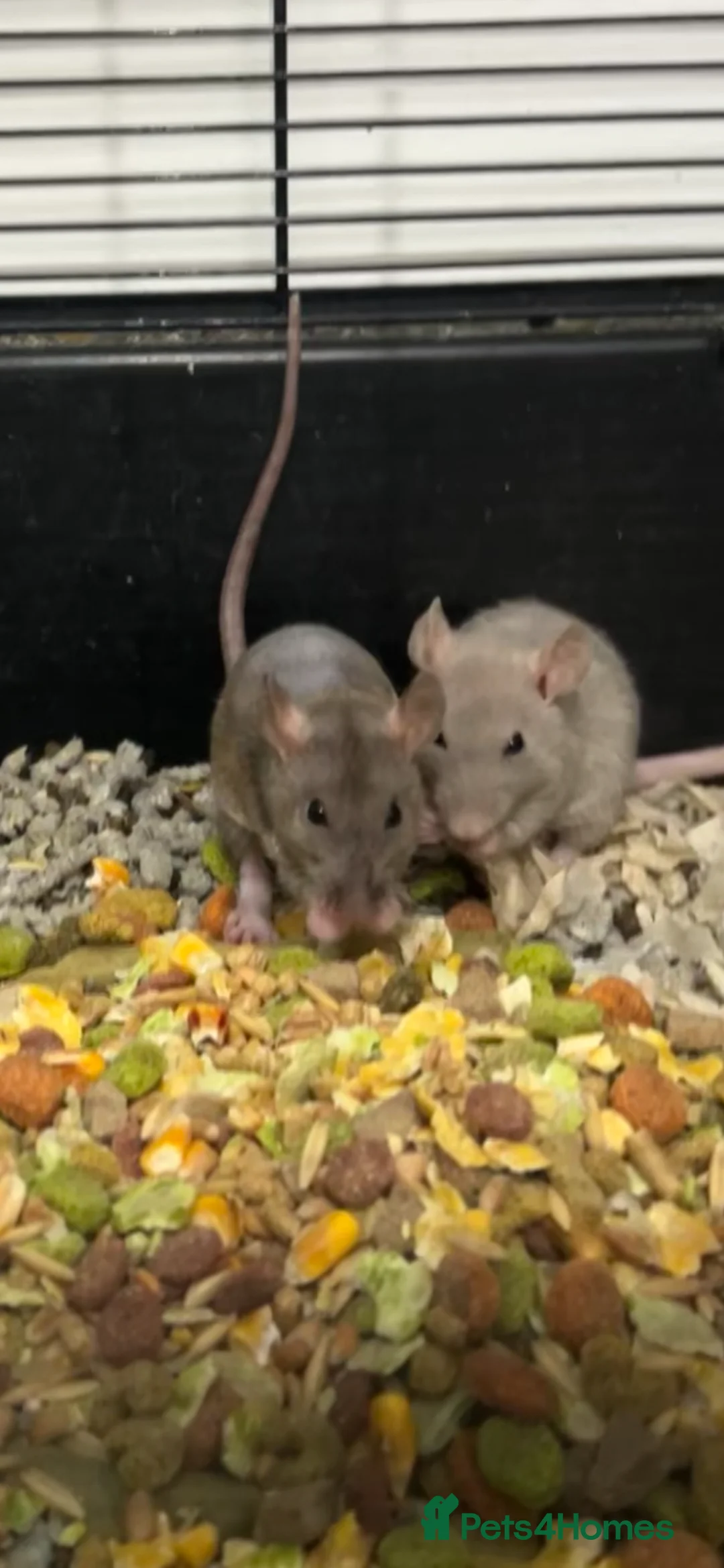 Rat rodents for sale: Baby rats  - Advert 1