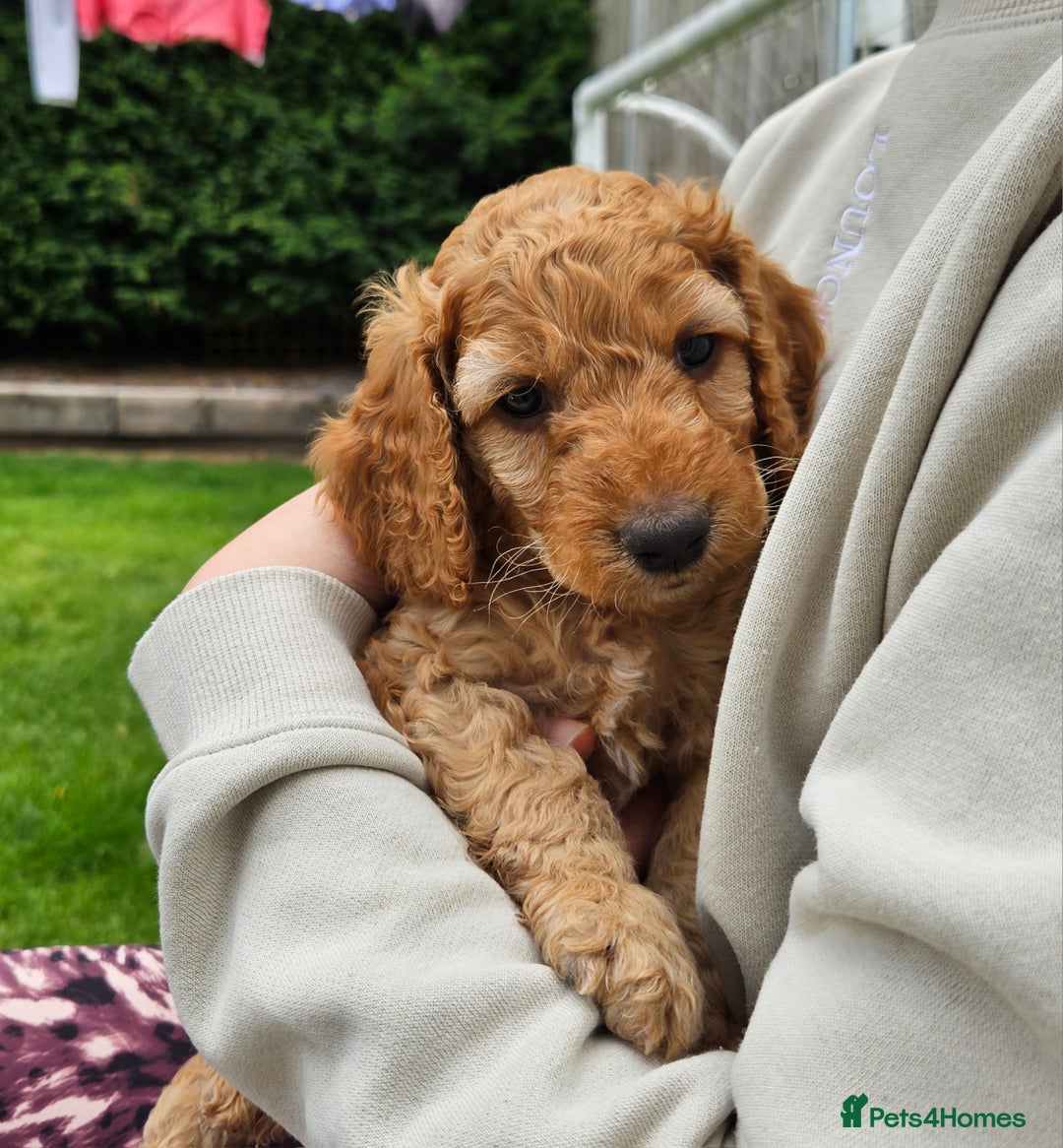 Cockapoo dogs for sale: Cockapoo Puppies - Image 5