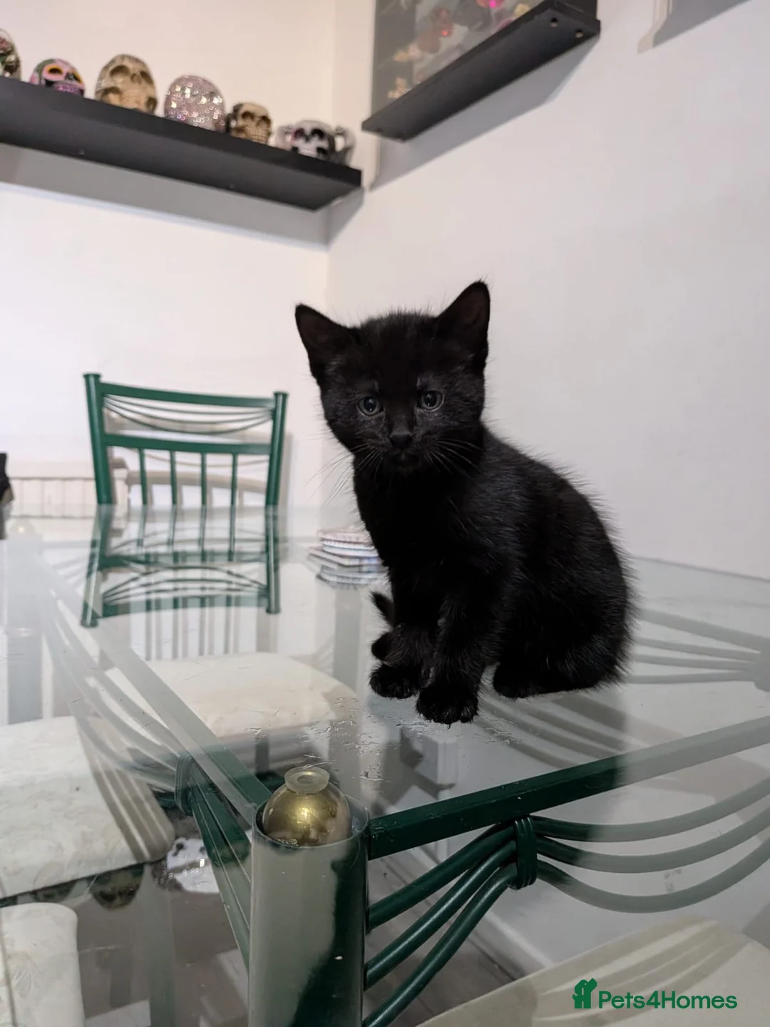 Mixed Breed cats for sale: 9 weeks old male kittens in Worksop - Advert 2