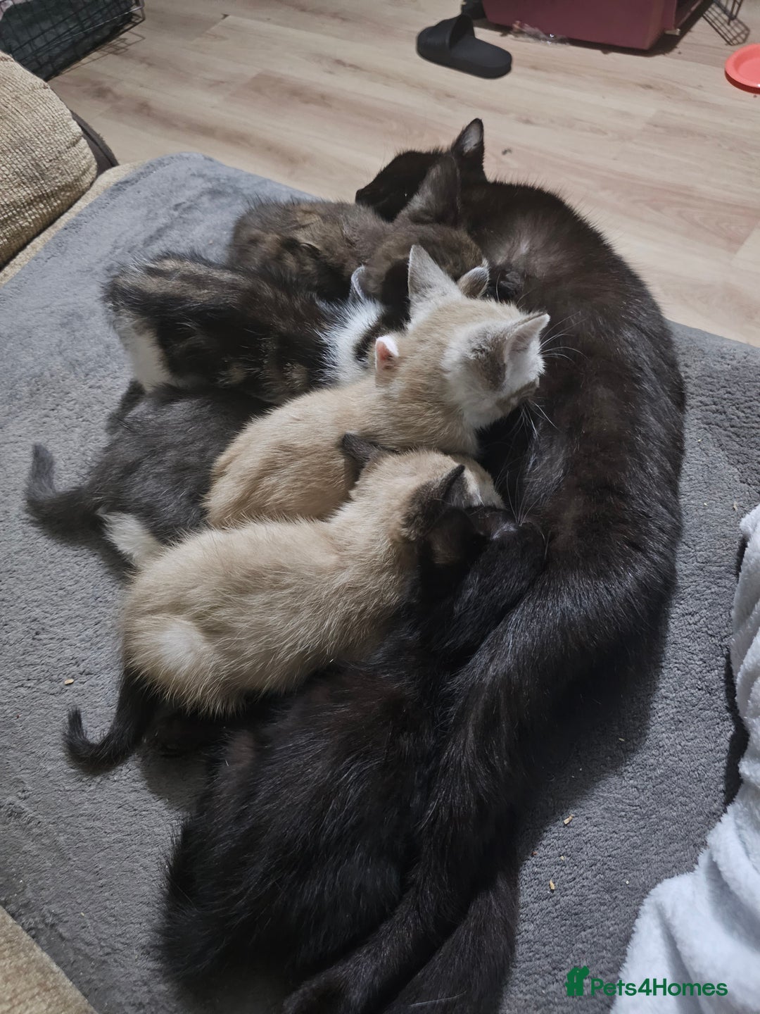 Mixed Breed cats for sale: Adorable kittens for sale - Advert 2