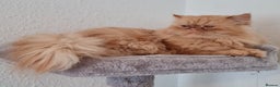 Persian cats for stud: Persian stud service  - Advert 11