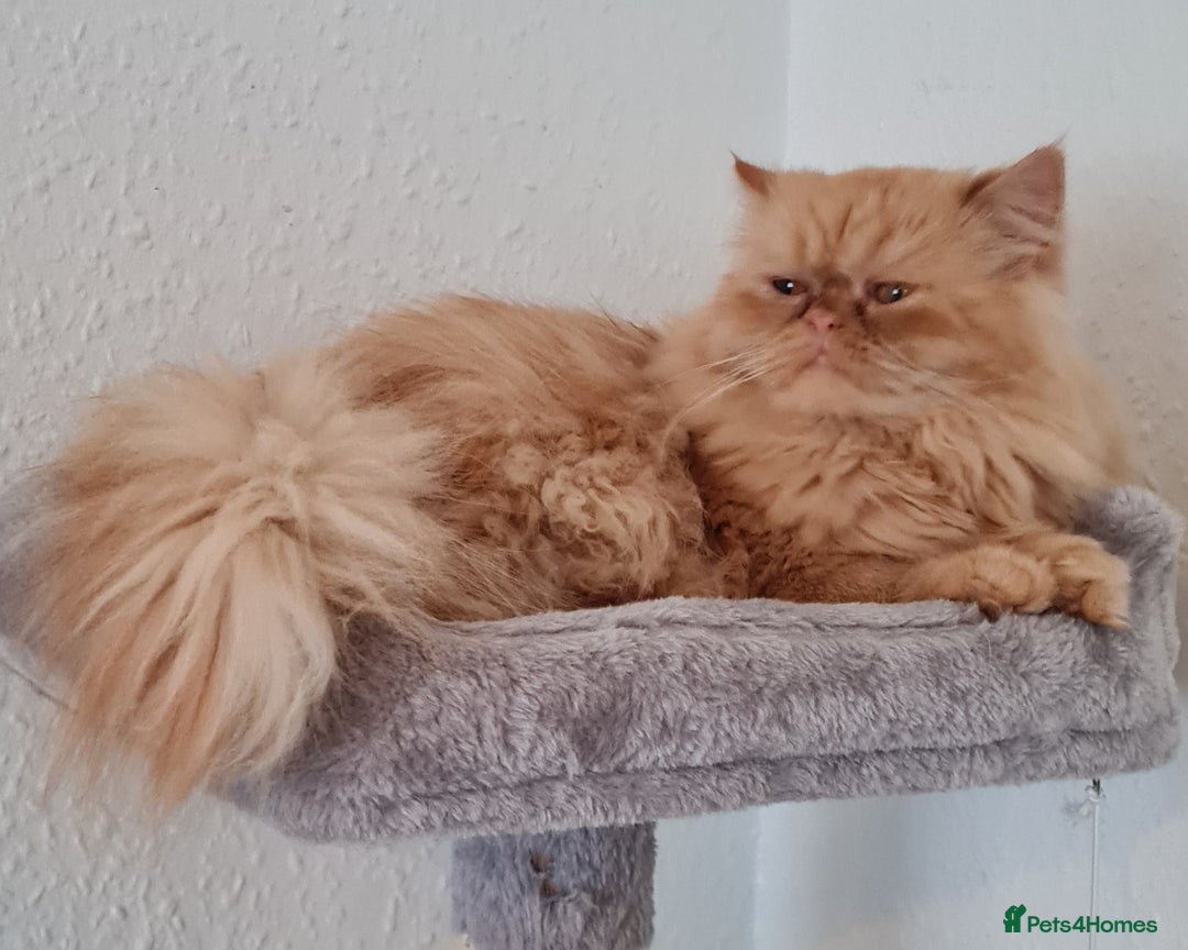 Persian cats for stud: Persian stud service  - Image 12