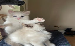 Ragdoll cats for sale: VERY RARE CREAM FLARE BICOLOUR RAGDOLL KITTEN - Image 30