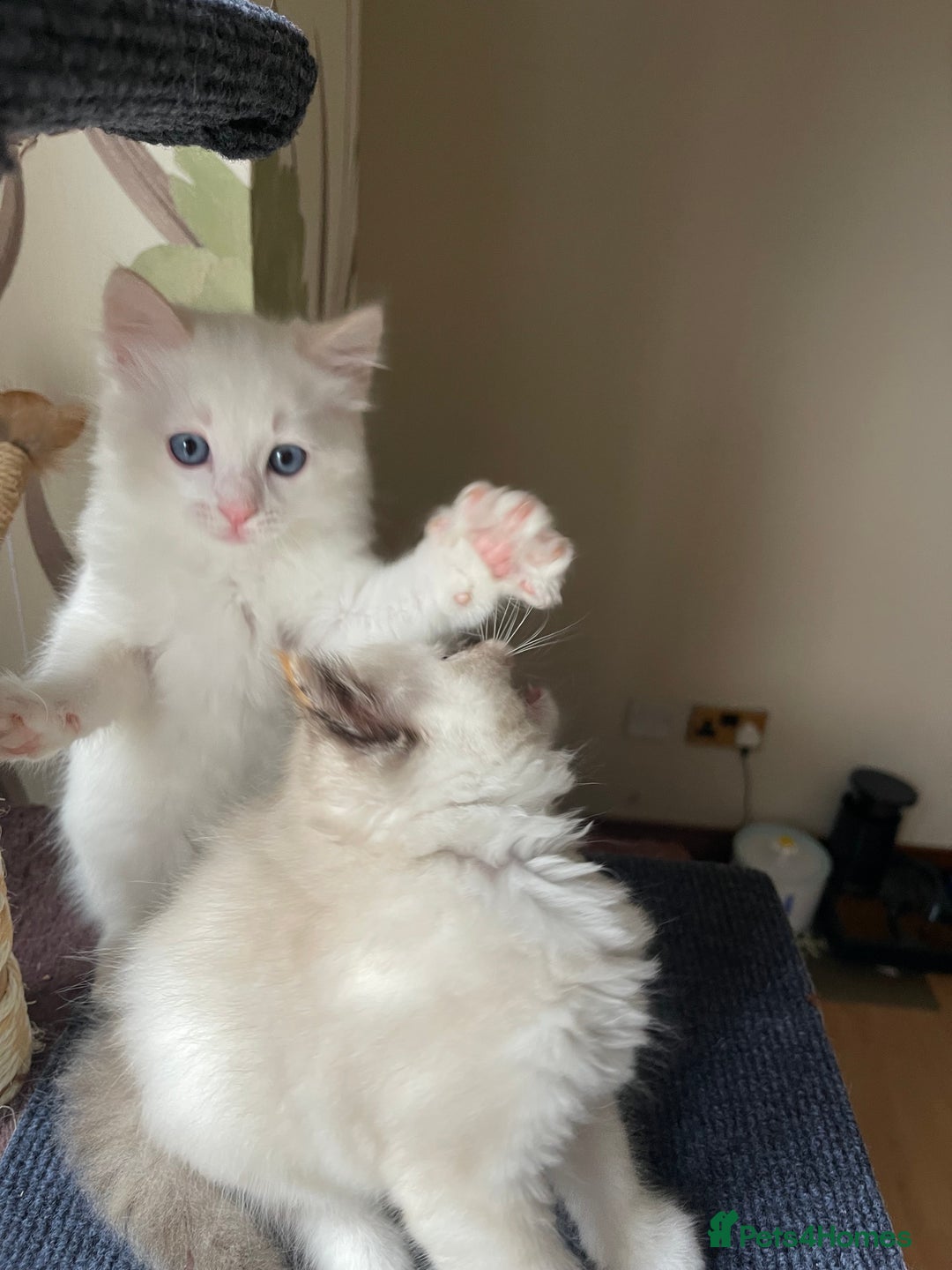 Ragdoll cats for sale: VERY RARE CREAM FLARE BICOLOUR RAGDOLL KITTEN - Image 30