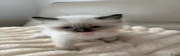 Ragdoll cats for sale: 4 ragdoll boys - Advert 8