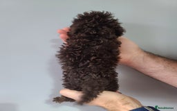 Cavapoo dogs for sale: *VIDEOS* F1b Cavapoos. Chocolate & Tan. DNA tested - Image 14