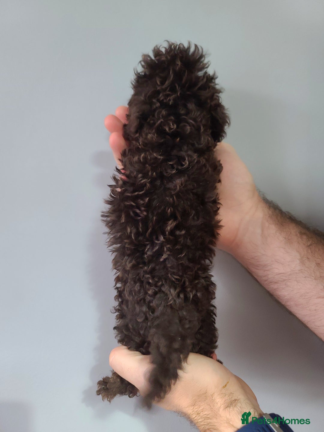 Cavapoo dogs for sale: *VIDEOS* F1b Cavapoos. Chocolate & Tan. DNA tested - Image 14