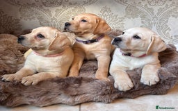 Labrador Retriever dogs for sale: Traditional english show type labrador puppies  - Image 6