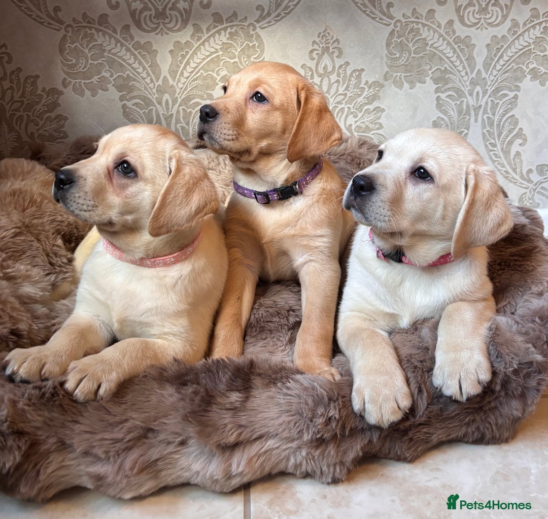 Labrador Retriever dogs for sale: Traditional english show type labrador puppies  - Image 6