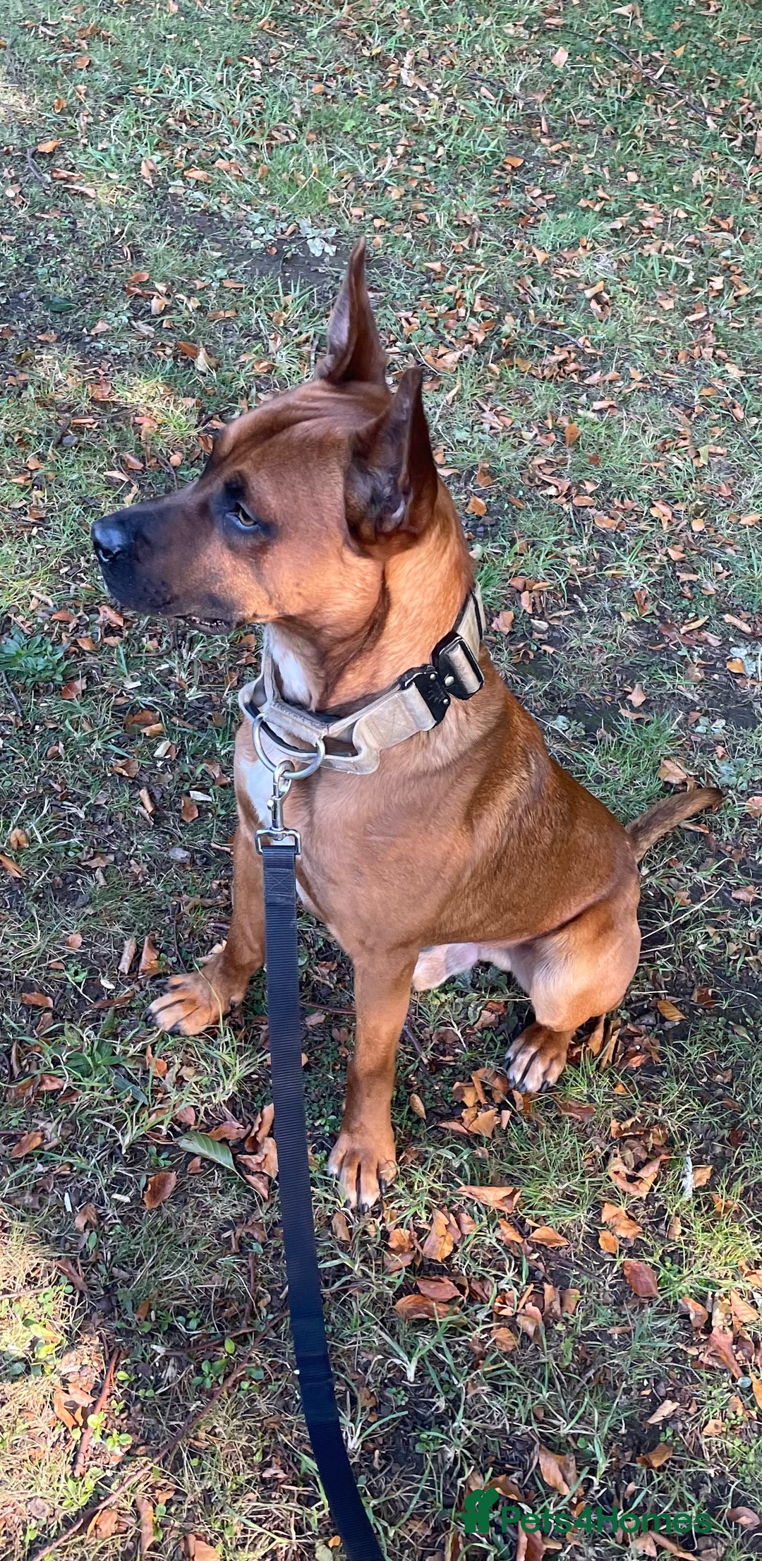 Mixed Breed dogs for sale: Bull hearder ( Loki ) - Advert 5