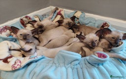 Siamese cats for sale: Siamese GCCF Registered Kittens - Image 1
