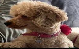 Mixed Breed dogs for sale: 🐾🐶Adorable and very cute Cavaschnauzer 🐶🐾 - Image 23