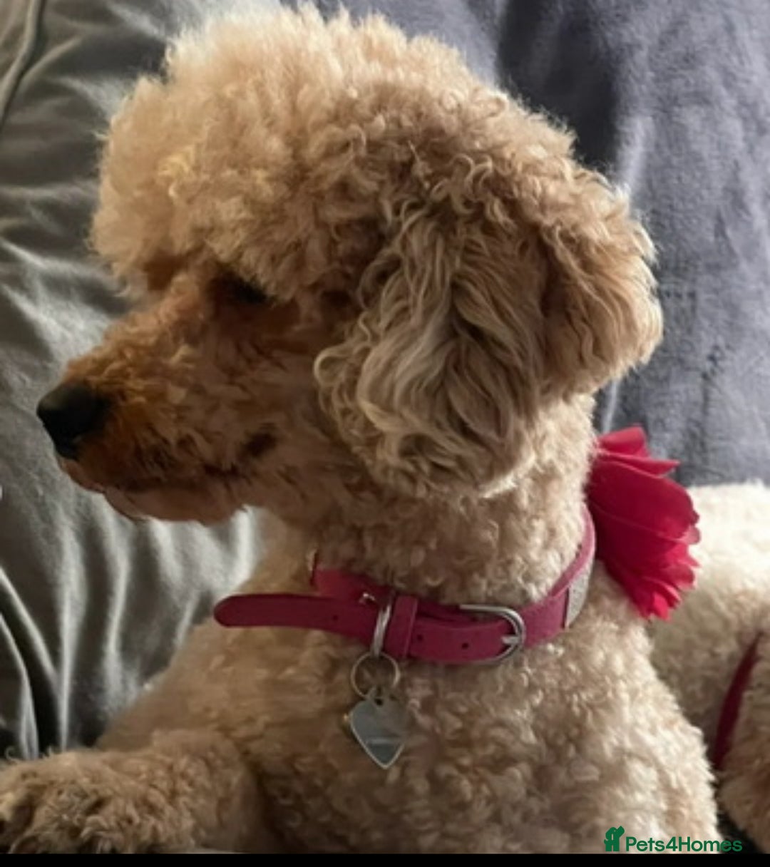 Mixed Breed dogs for sale: 🐾🐶Adorable and very cute Cavaschnauzer 🐶🐾 - Image 23