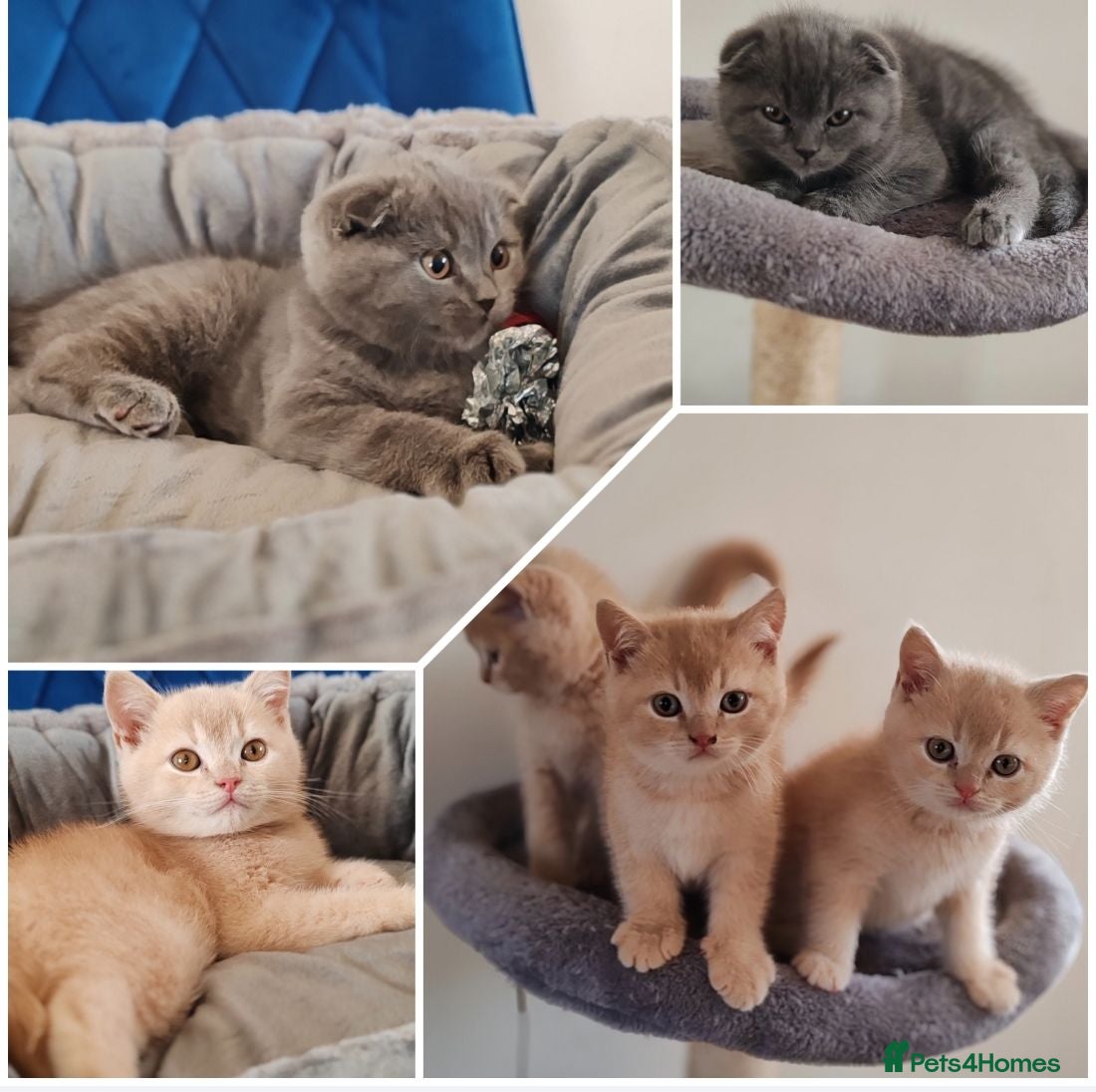 Scottish Fold cats Scottish fold kittens 😺  - Advert 1