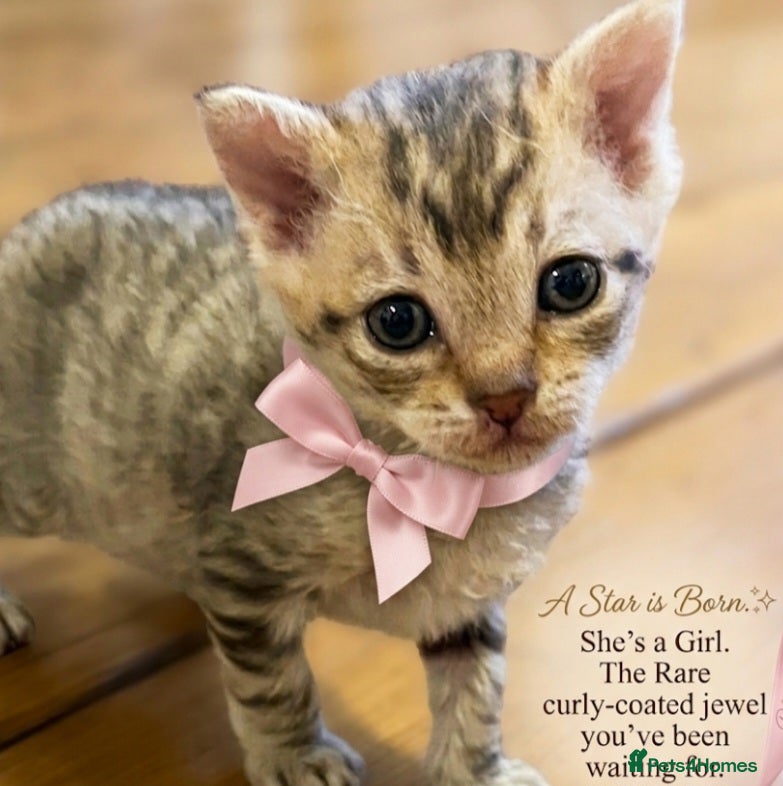 Mixed Breed cats Beautiful LePerm cross kittens  - Advert 2
