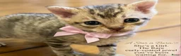 Mixed Breed cats for sale: Beautiful LePerm cross kittens  - Advert 1