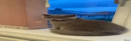 Brazilian Shorthair cats for sale: Milo Looking for a Loving Home  - Advert 1