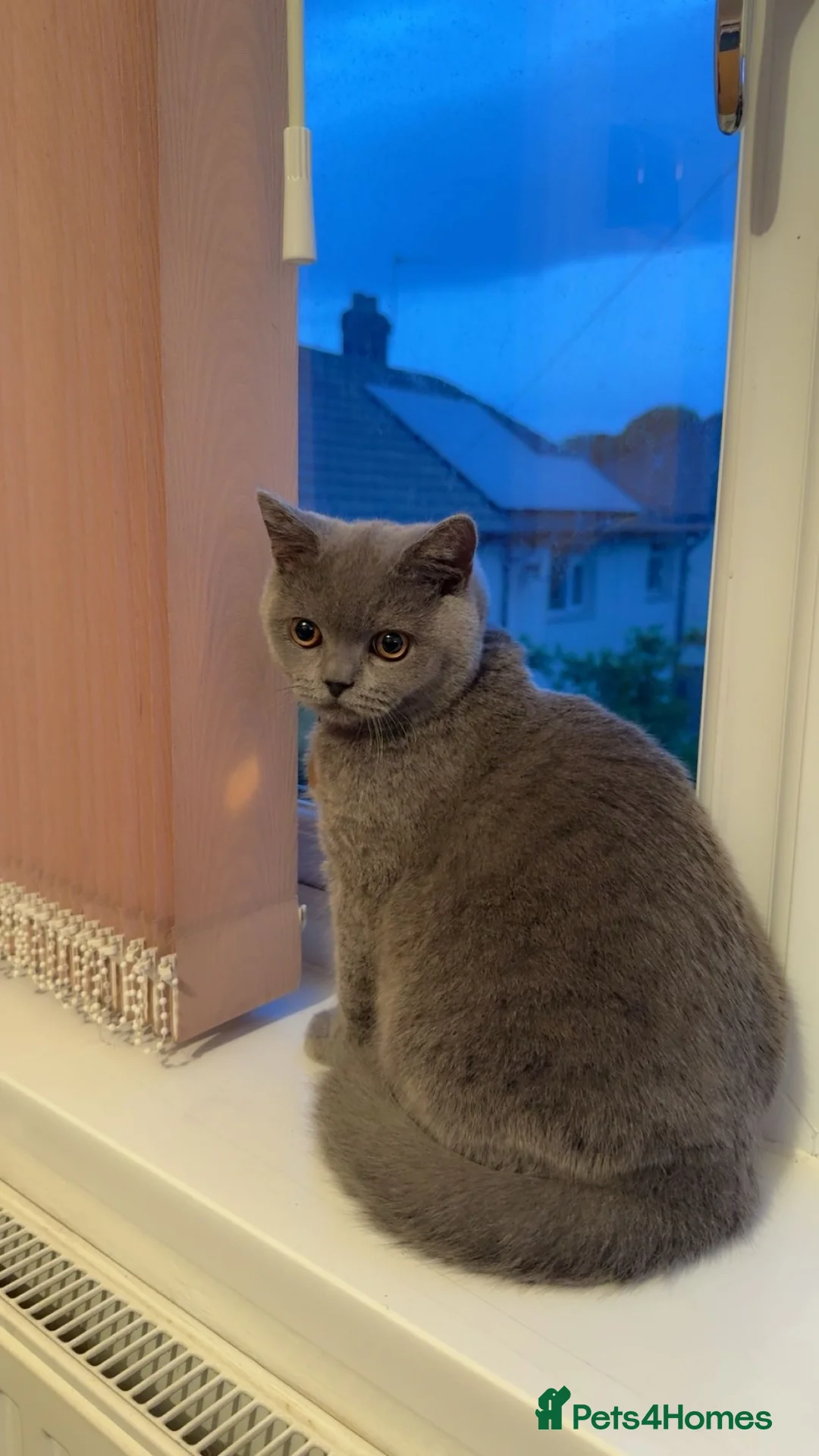 Brazilian Shorthair cats for sale: Milo Looking for a Loving Home  - Advert 1