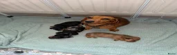 Miniature Dachshund dogs for sale: Miniature dachshund  - Advert 3