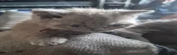 British Shorthair cats for sale: 1 beautiful little girl left  - Advert 6
