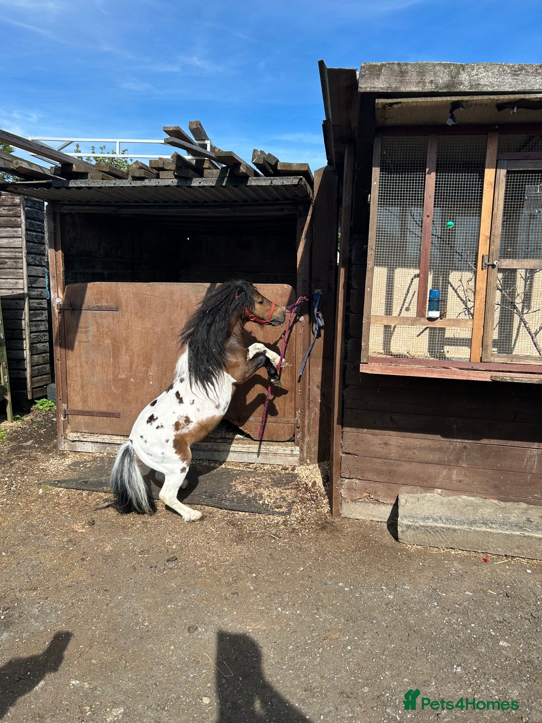 Shetland pony horses for sale: Shetland pony  in Stockport - Image 17