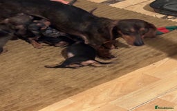Dachshund dogs for sale: Stunning Miniature Dachshund Pups - Image 16