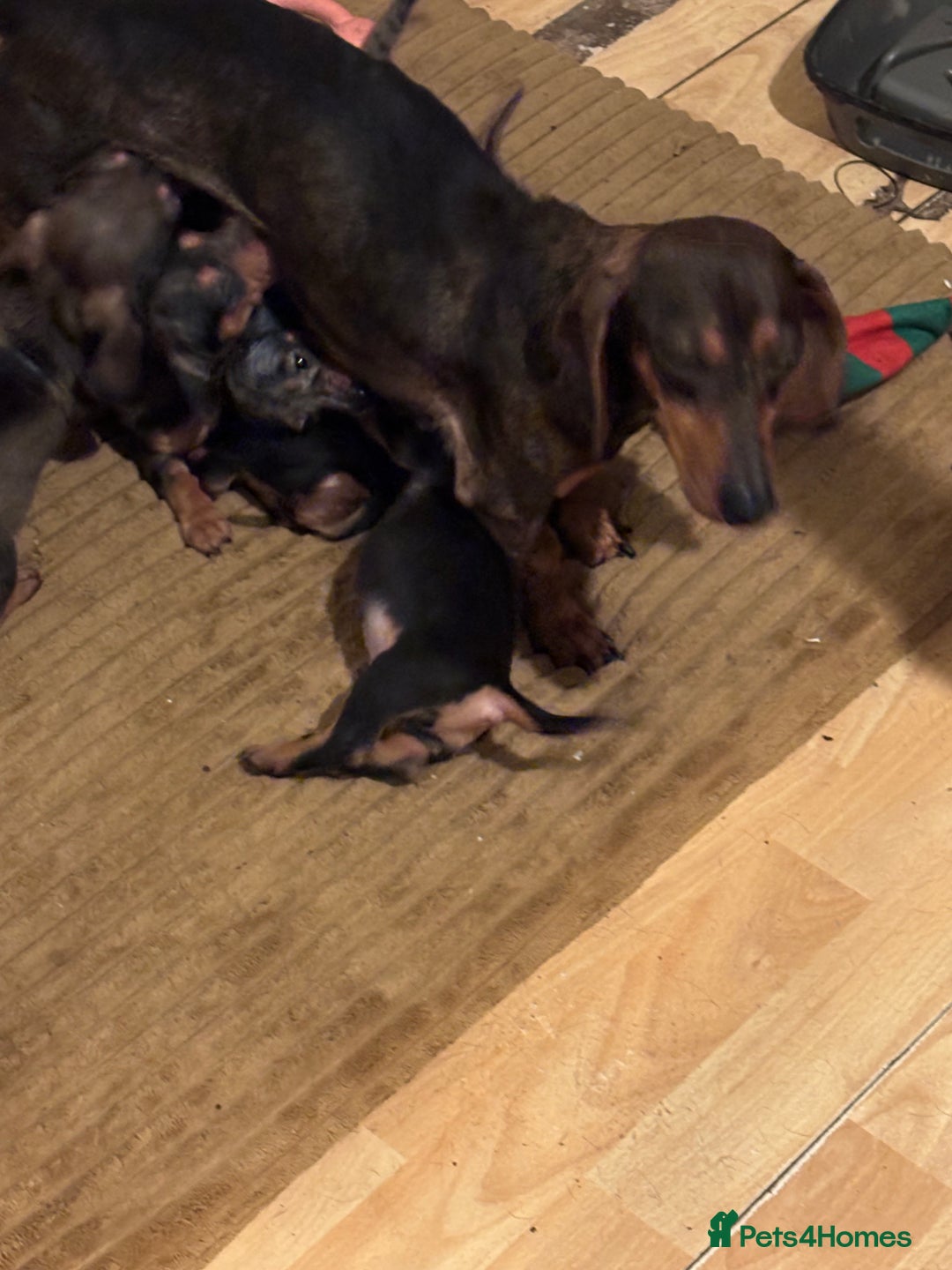 Dachshund dogs for sale: Stunning Miniature Dachshund Pups - Image 16