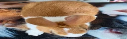 Dutch rabbits for sale: Dutch rabbit  in Rugby - Advert 3