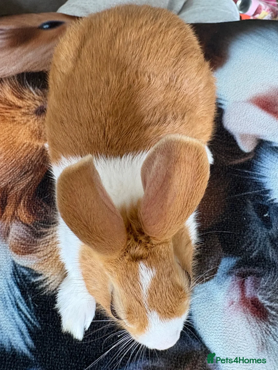 Dutch rabbits for sale: Dutch rabbit  in Rugby - Advert 3