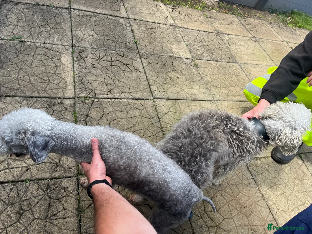 Bedlington Terrier dogs for stud: KC Registered Bedlington Terrier Stud in Ferryhill - Advert 19