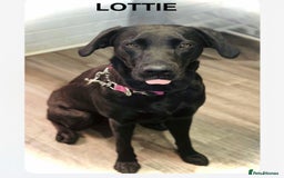 Labrador Retriever dogs for sale: Labrador puppies  - Image 4