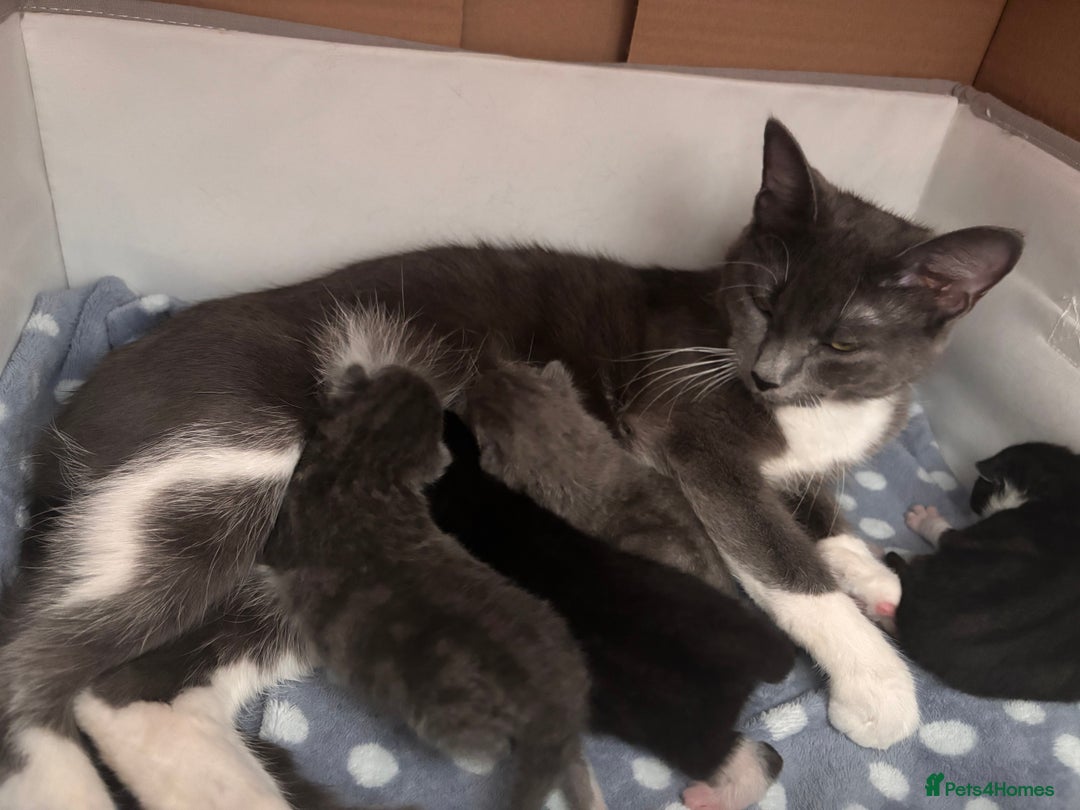 Mixed Breed cats for sale: 4 beautiful kittens ready now - Image 17