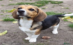 Beagle dogs for adoption: 💙🐶 ELVIS 🐶💙 - Image 3