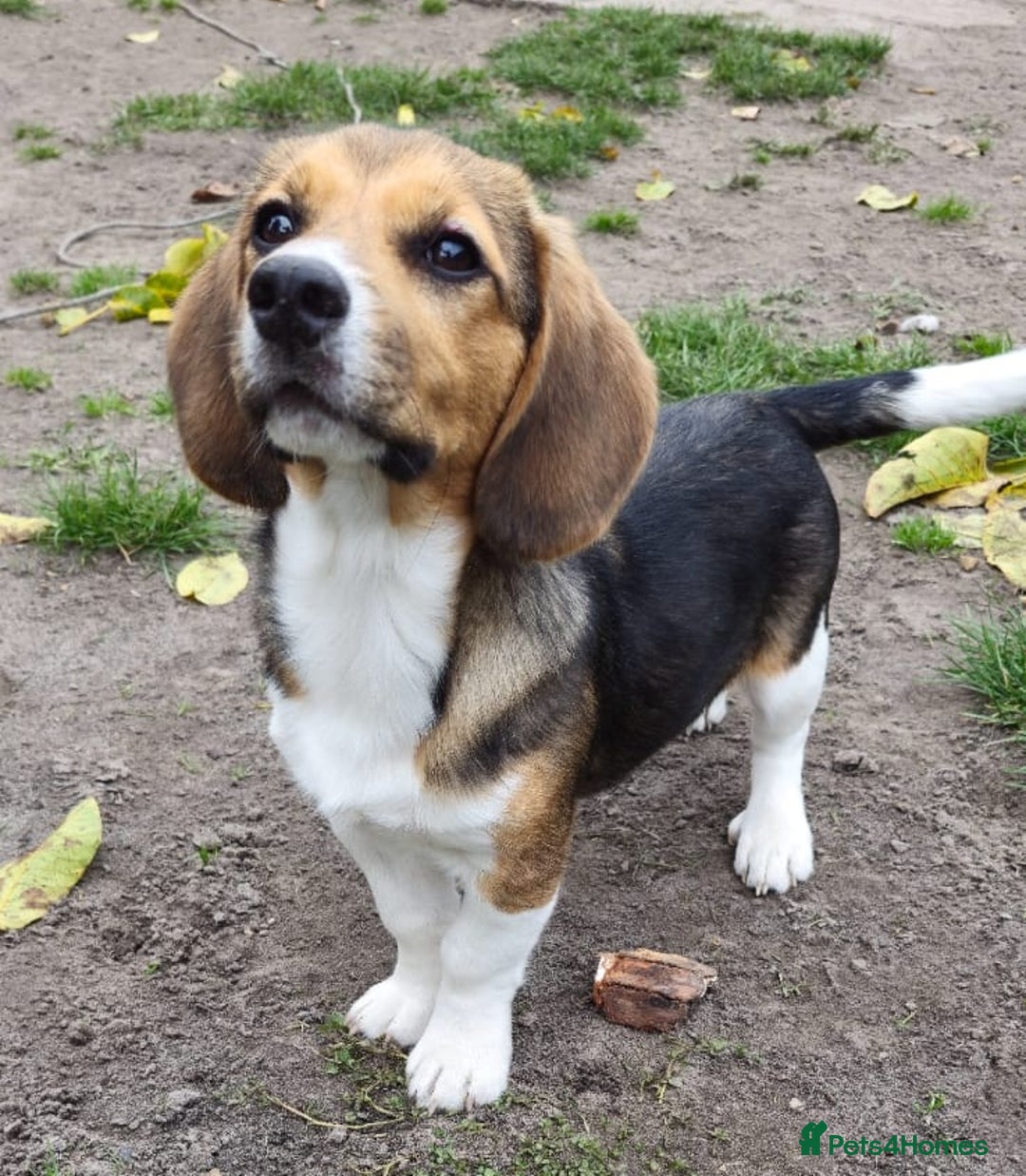 Beagle dogs for adoption: 💙🐶 ELVIS 🐶💙 - Image 3