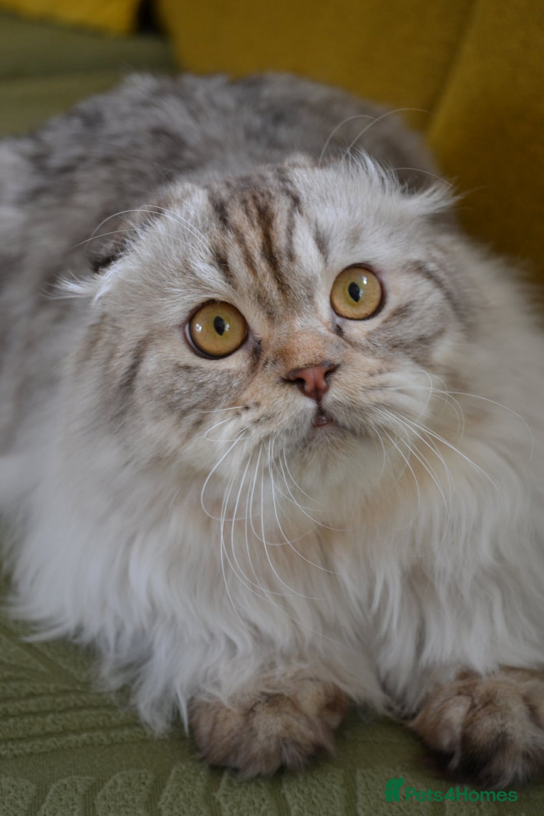 Scottish Fold cats for sale: The sweetest Folded ear boy on the world😻❤️ in Grimsby - Image 10