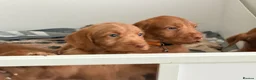 Hungarian Vizsla dogs for sale: Wirehaired Hungarian Vizsla 💕 - Advert 15