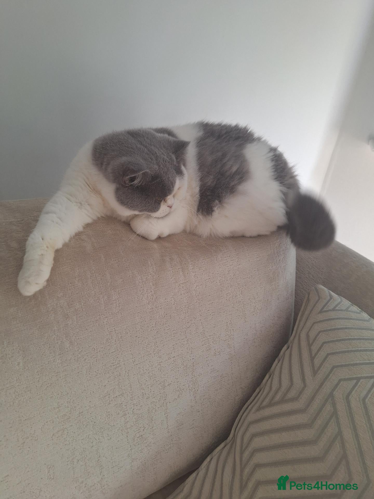 British Shorthair cats British short haired cat for sale - Advert 1