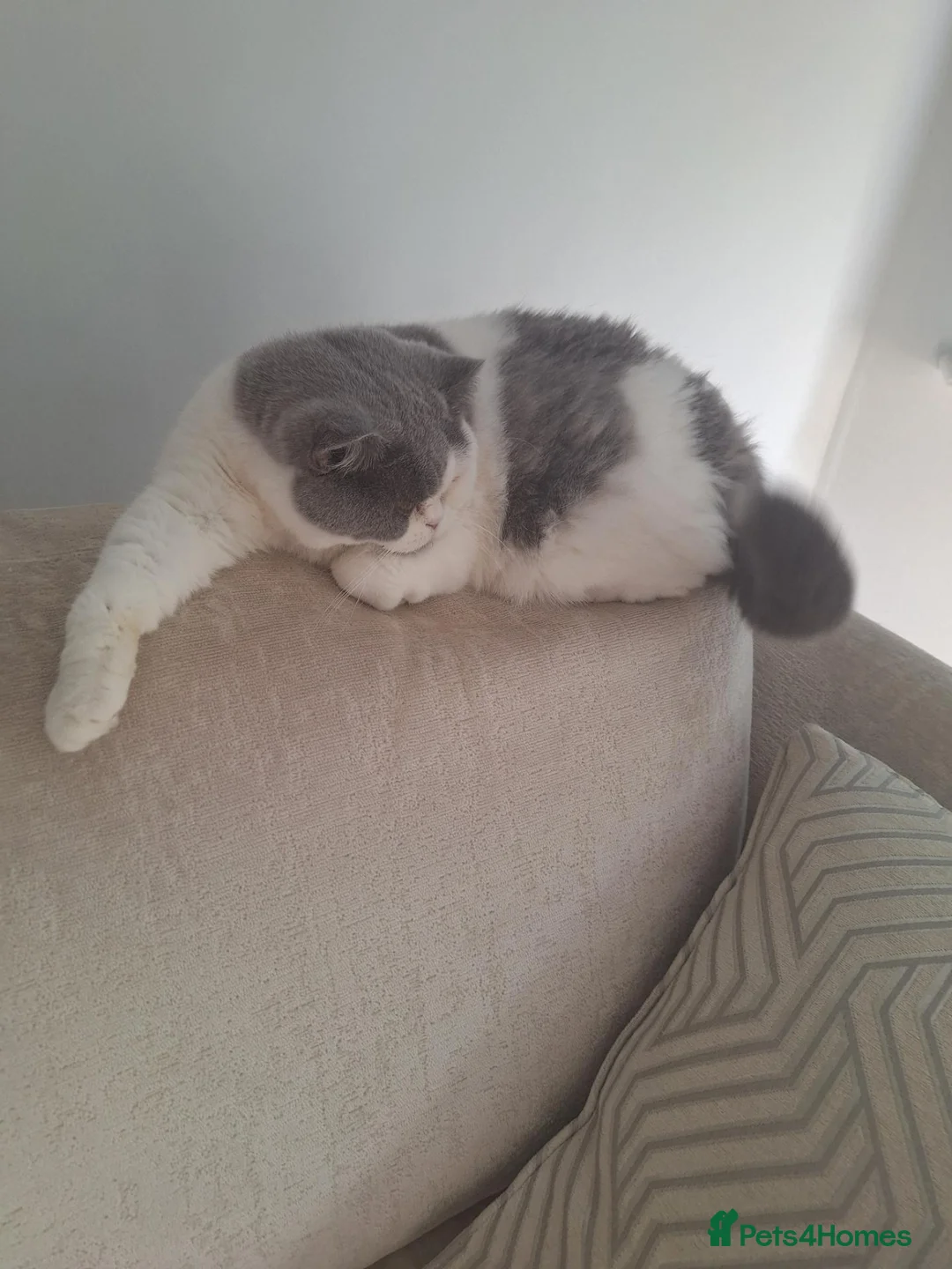 British Shorthair cats for sale: British short haired cat for sale - Advert 1