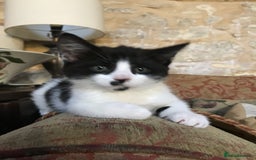 Mixed Breed cats for sale: 2 beautiful kittens  - Image 4